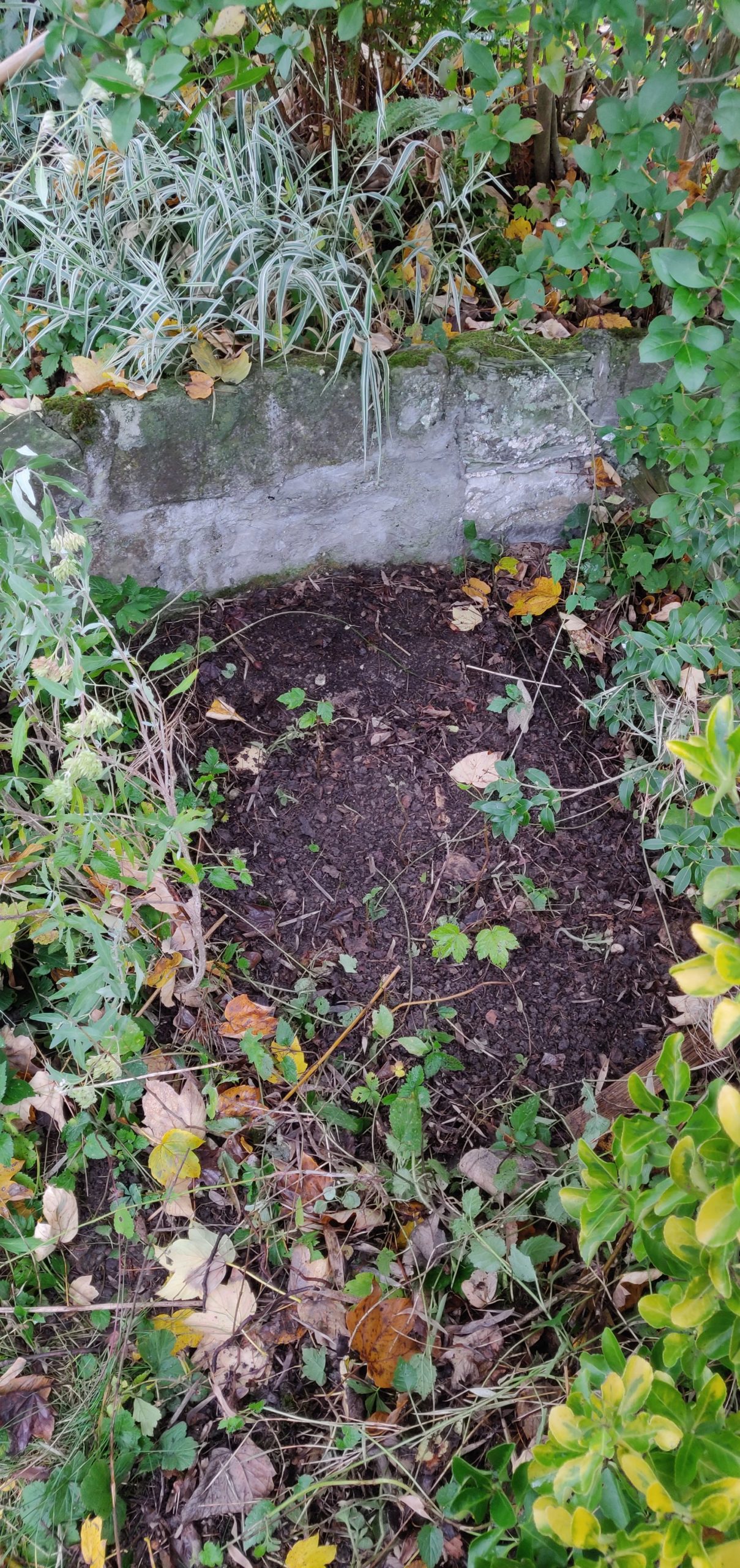 hedgehog house building