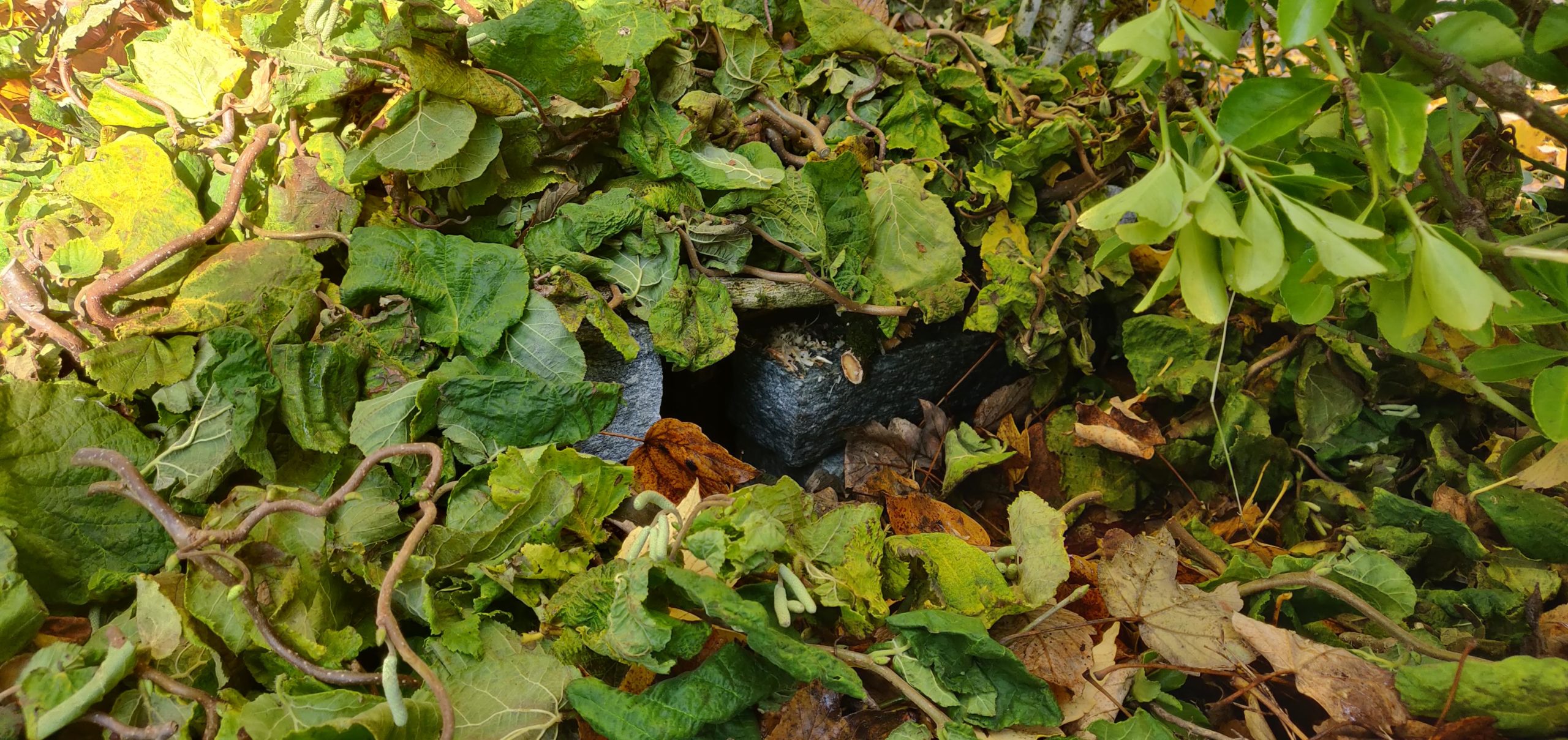 hedgehog winter sleep