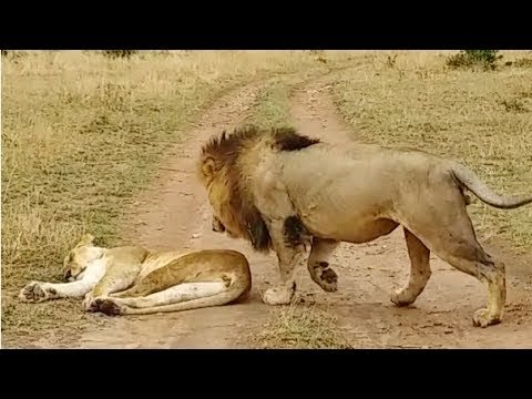 wildlife africa