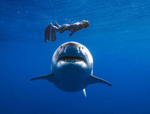 Deep Blue Shark: The biggest great white shark ever filmed