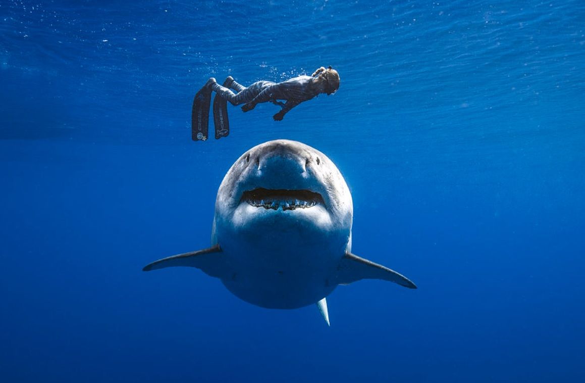 Deep Blue The biggest great white shark Increase Nature