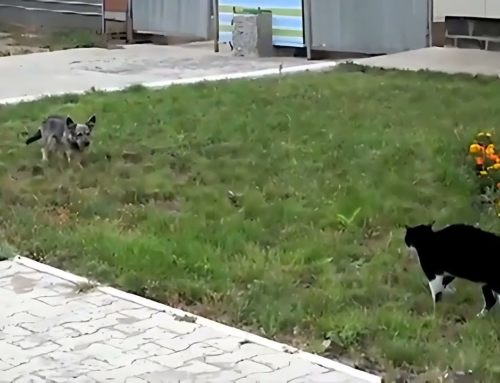 Epic Mexican Standoff between Dog and Cat