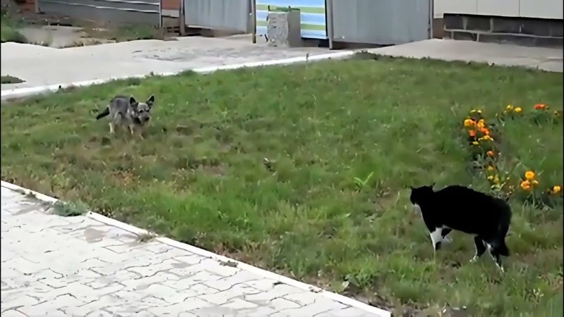 Epic Mexican Standoff Between Dog And Cat Increase Nature epic-mexican-standoff-between-dog-and-cat-increase-nature