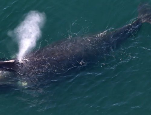 Riesenwal nähert sich einer ahnungslosen Surferin