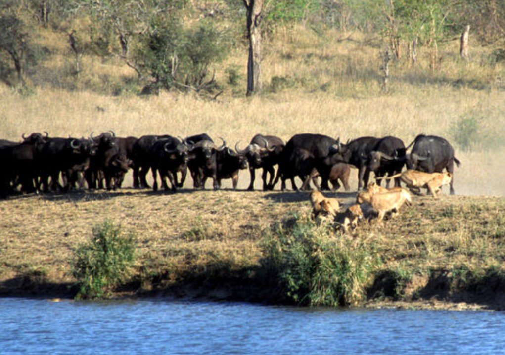 battle at kruger battle at kruger