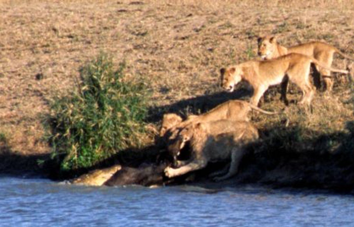 battle kruger battle at kruger