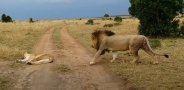 how not to wake up a lioness