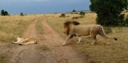how not to wake up a lioness