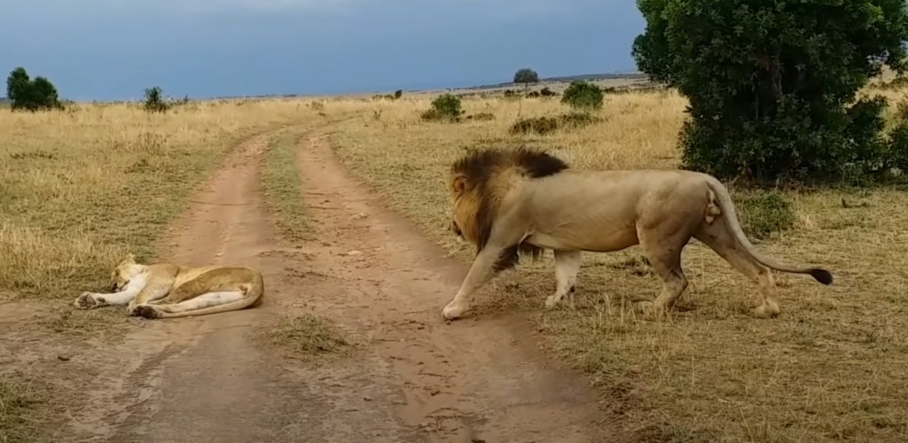 how not to wake up a lioness