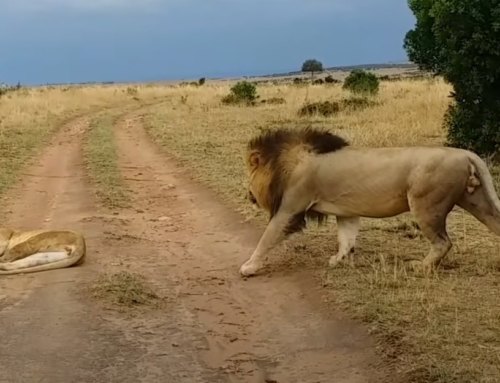How not to wake up a lioness!
