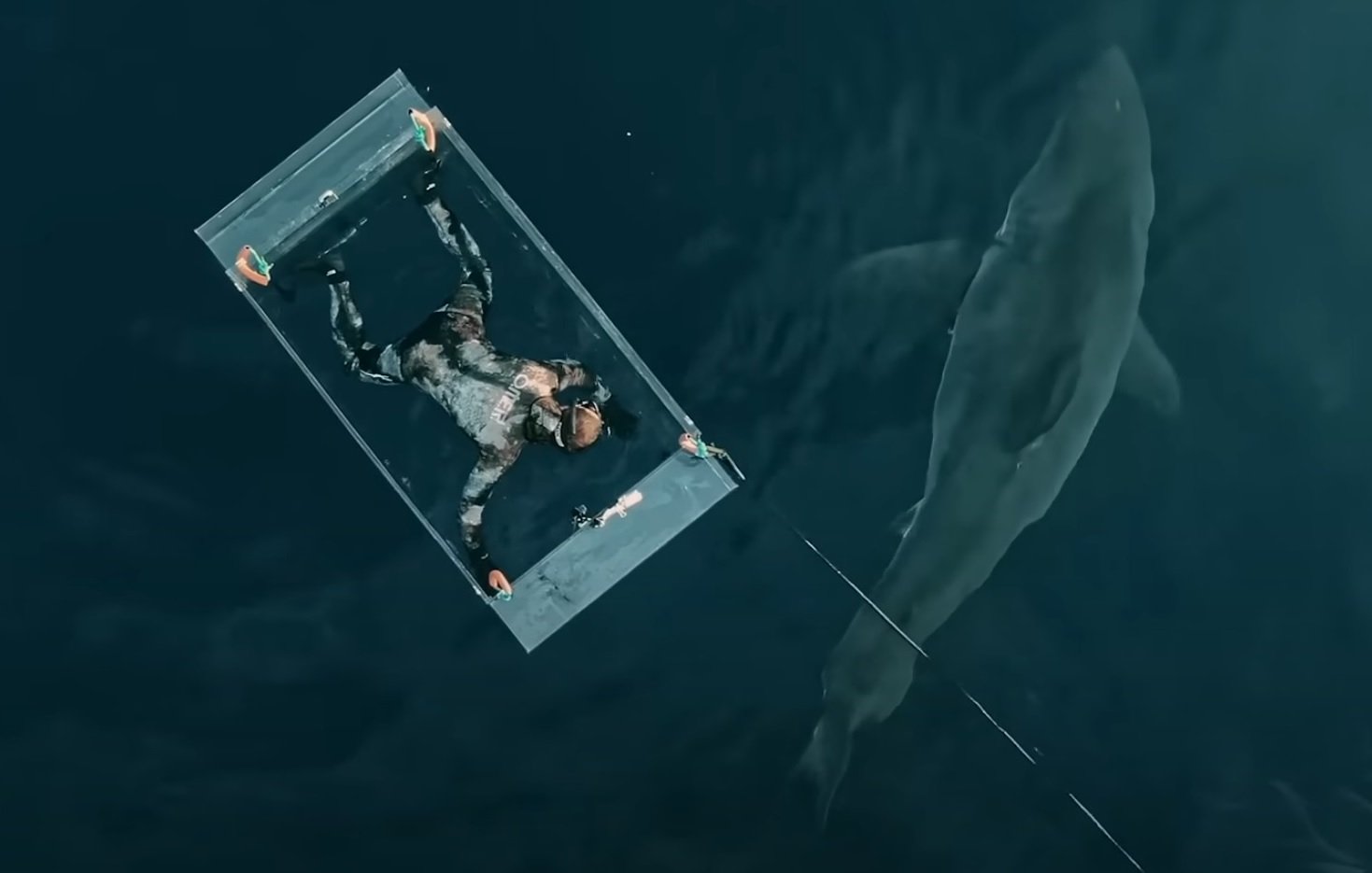 great white shark attack