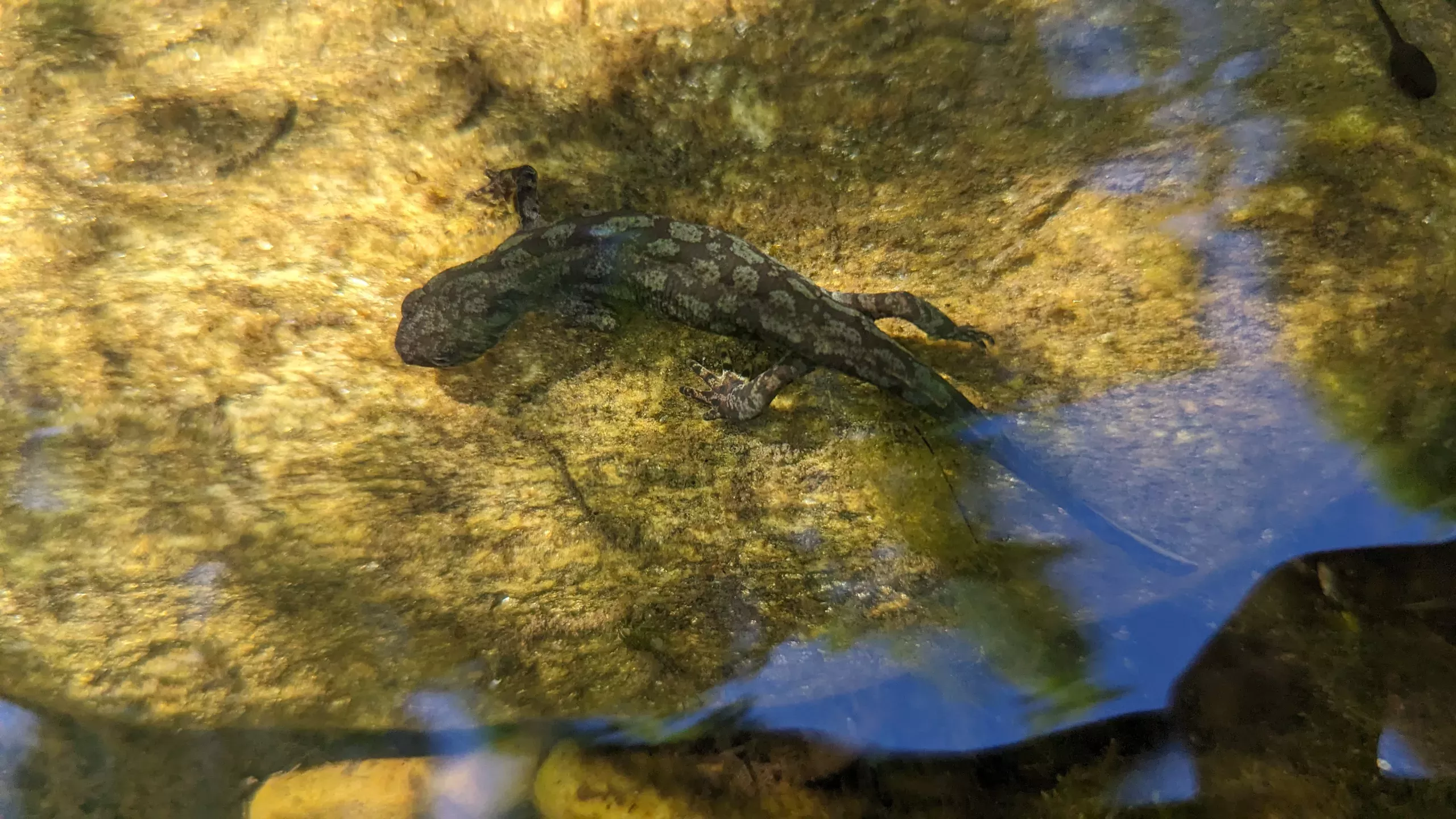 Bergmolch und Kaulquappe