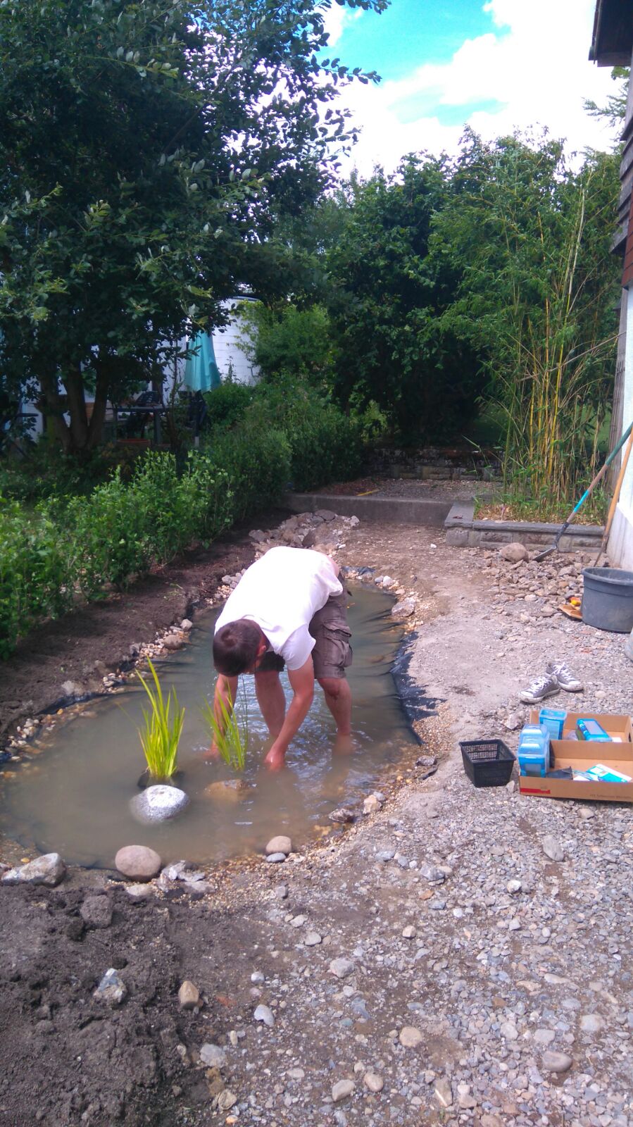 setzen wasserplfanzen