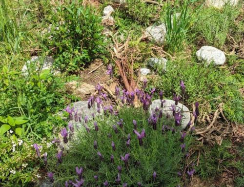 “Flower meadow” replaced by wild shrubs