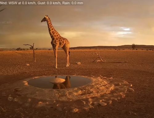 Namibia Webcam