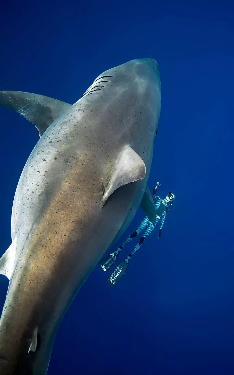 shark deep blue