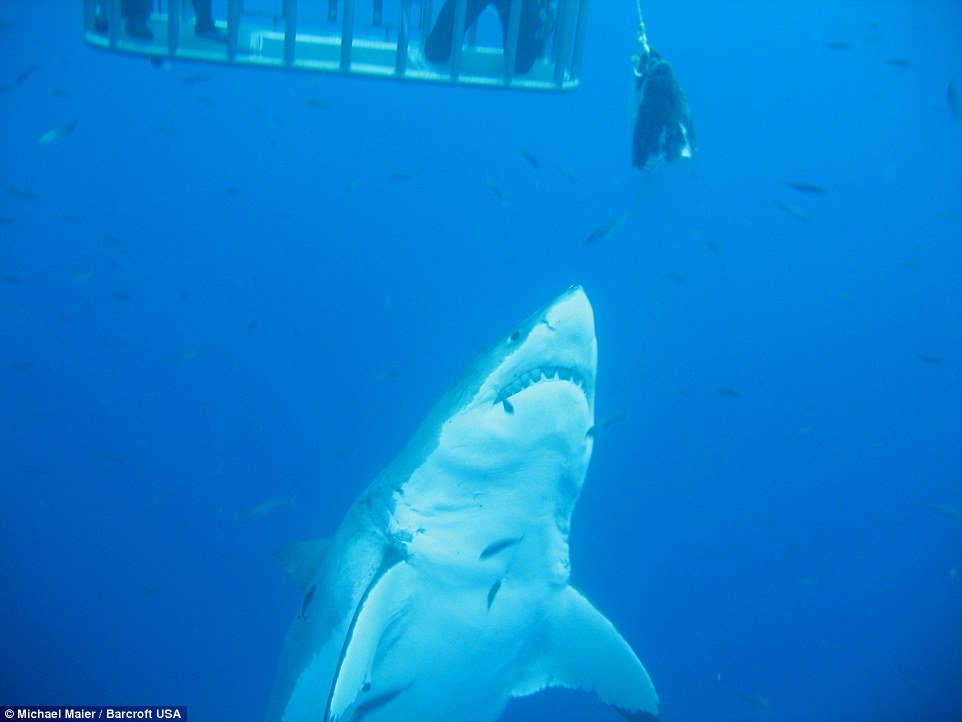 where-is-deep-blue-shark-now