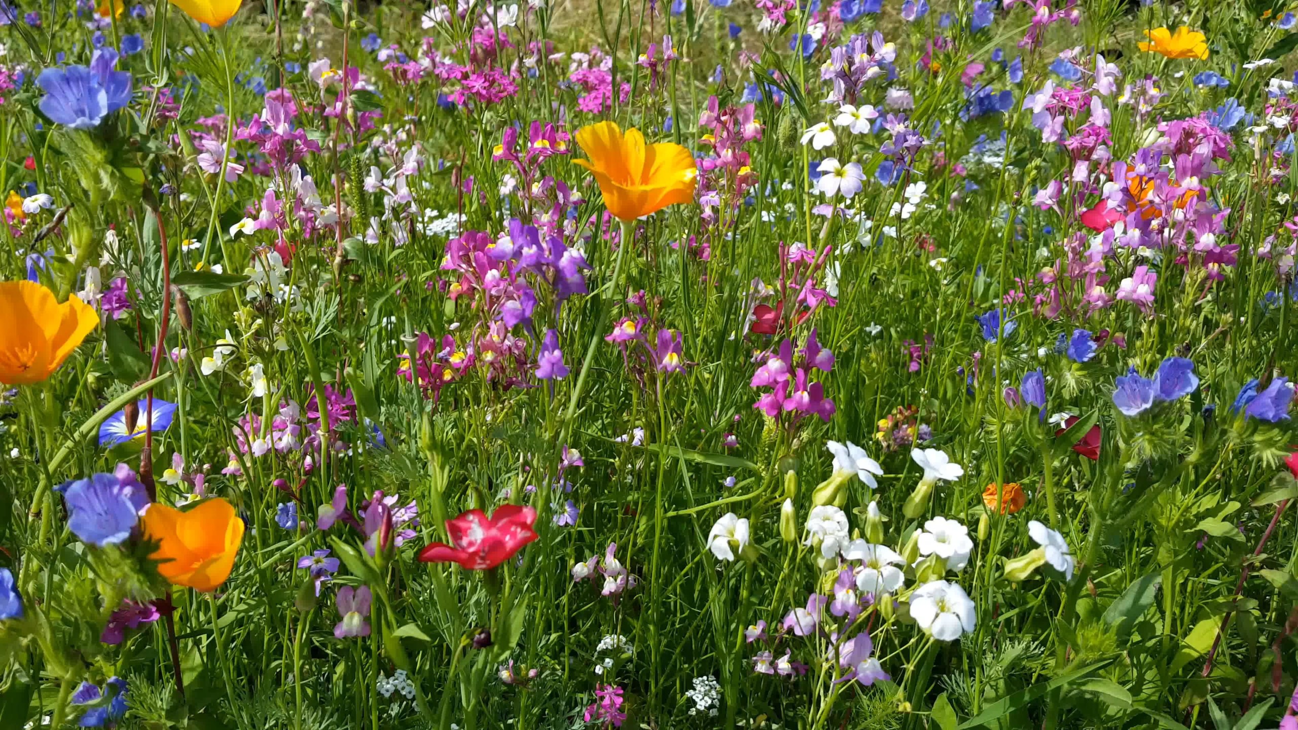Biodiversität Increase Nature